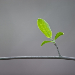 Un folleto del Fondo Asesorado por el Donante