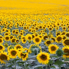 Pivot: Connecting Communities to Mission